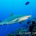shark_greyreef_kk_h_0705_png1545.jpg